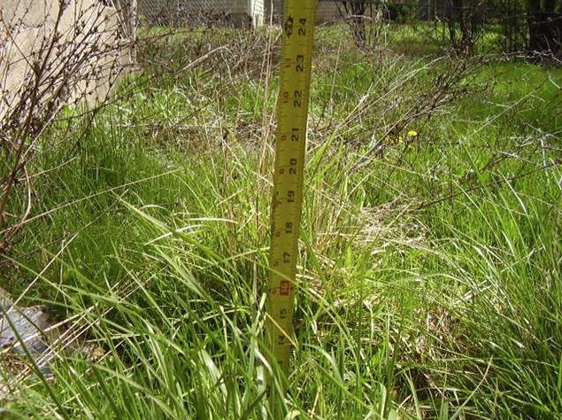 high grass