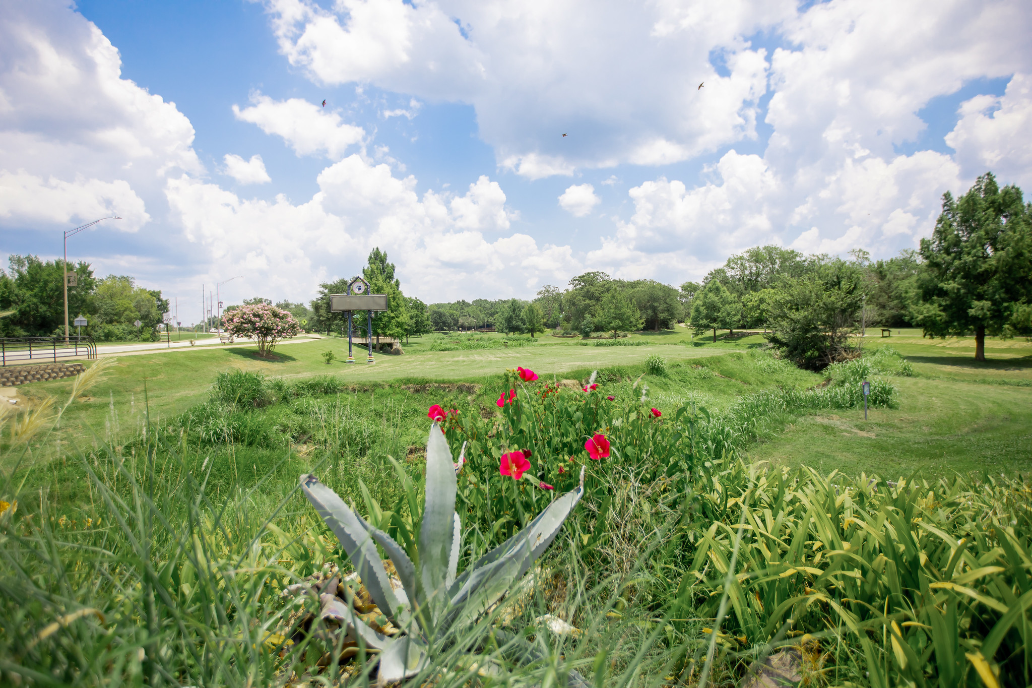 Park Flowers