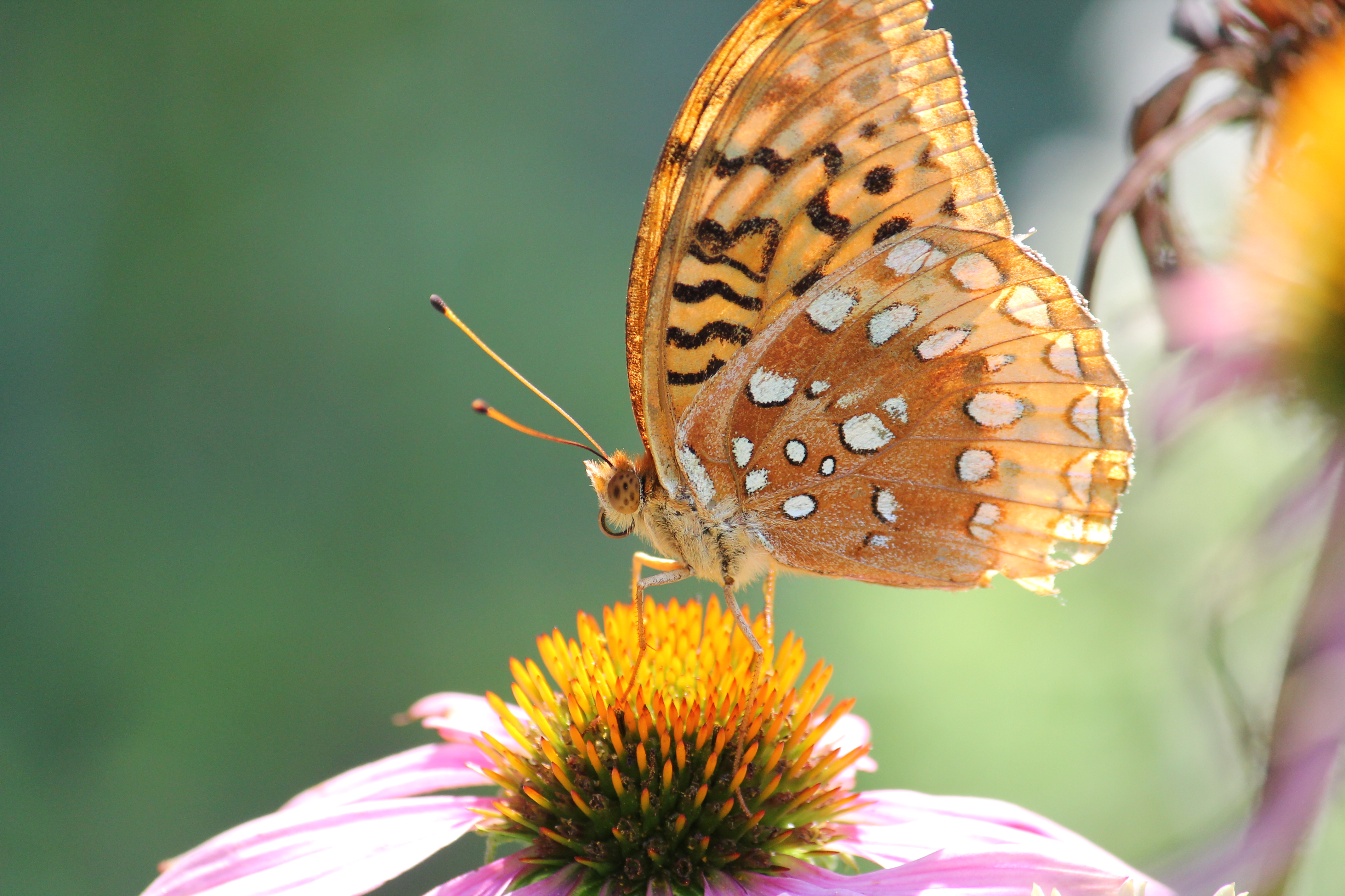 A Great Spangled Fritillary butterfly perched on a purple coneflower.