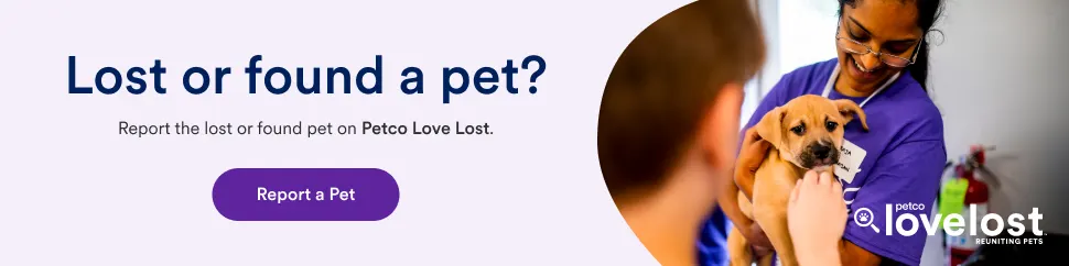 Lost or Found a Pet?