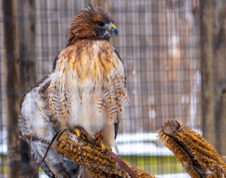 hawks