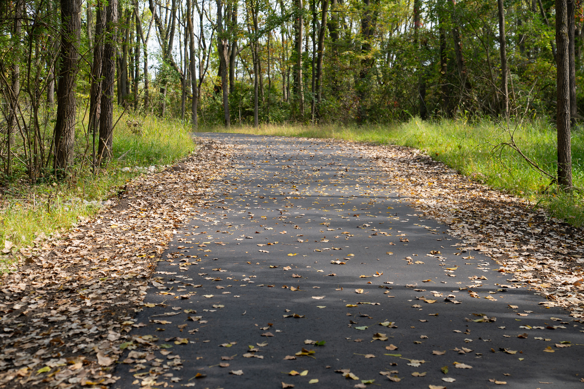 Trail through the woods with leaves on the ground
