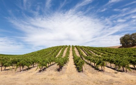 Grapevines