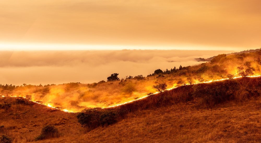 Wildfire