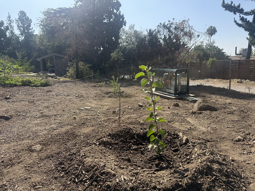 New planting and completed irrigation equipment at Bailey Canyon